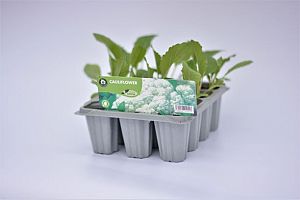 Vegetable Packs